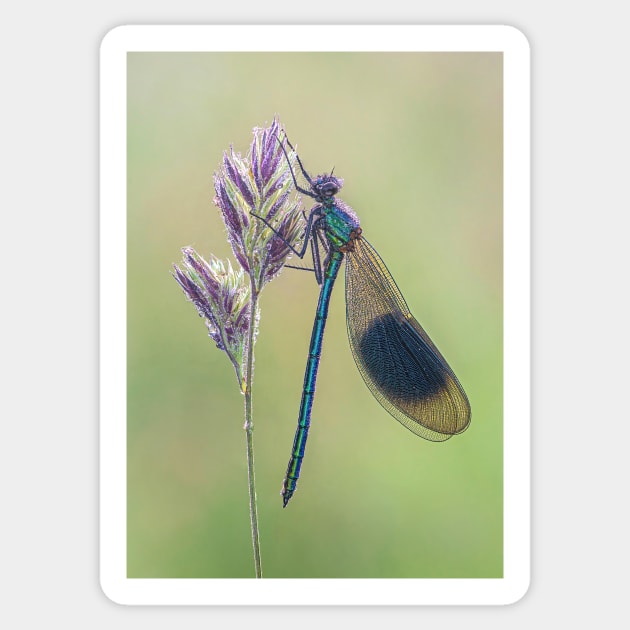 Banded Demoiselle on a Grass Stalk Sticker by TonyNorth